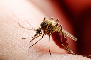 A mosquito standing on a person’s skin while feeding on blood.