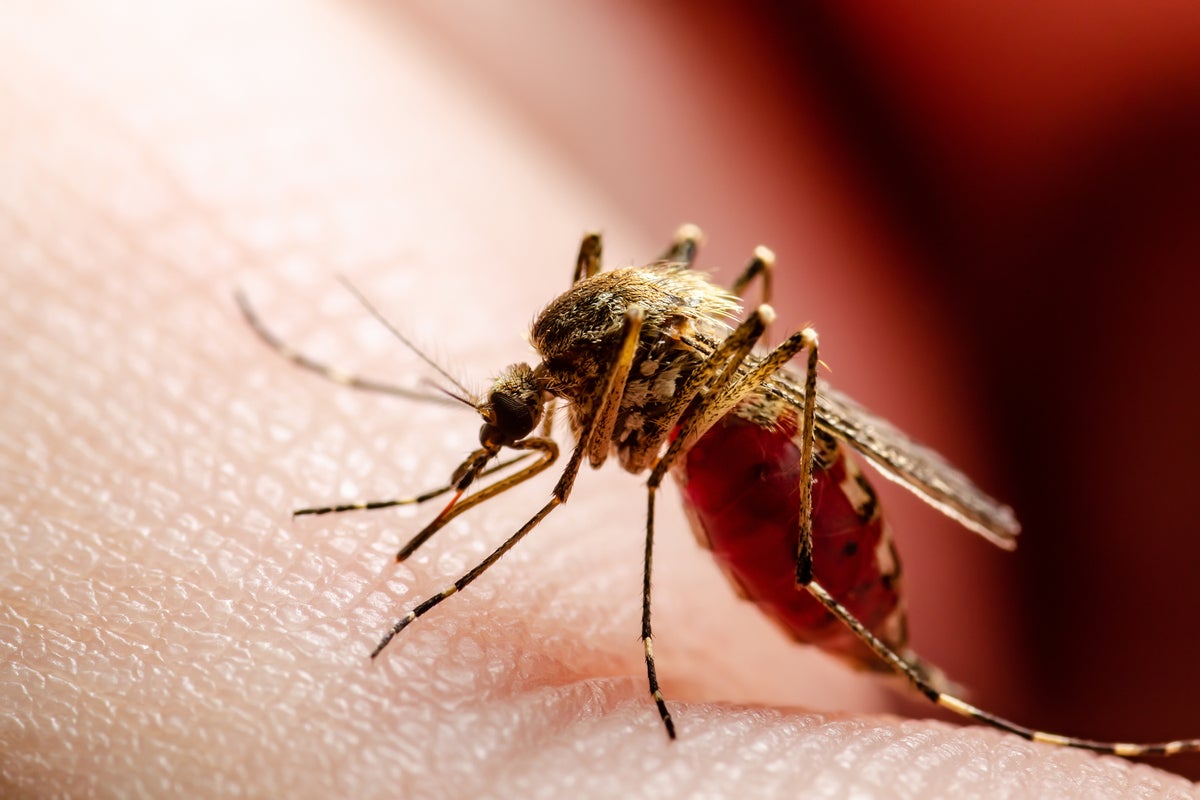 A mosquito standing on a person's skin while feeding on blood