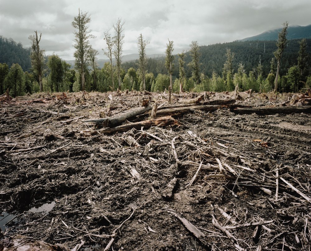 Autonomous Logging An Autonomous Logging Machine Could Make Forestry Safer | Scientific ...