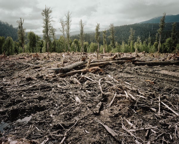 Image of a destroyed forest