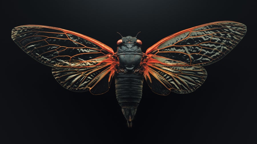 Image of the cicada species, Magicicada septendecim.