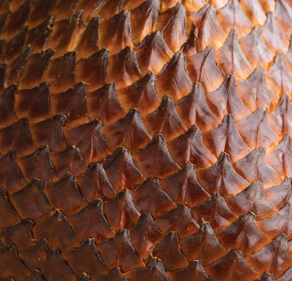 Primer plano de fruta salak entera, fresca y madura