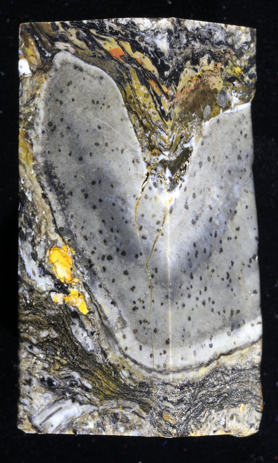 A marble-looking chunk of fossil with a large white curved area in the middle with tiny black spots