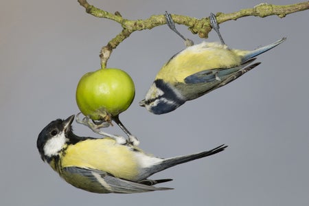 Two birds forage upsidedown on a crabapple