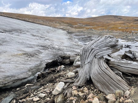 Long-frozen whitebark pines emerge from a melting ice patch