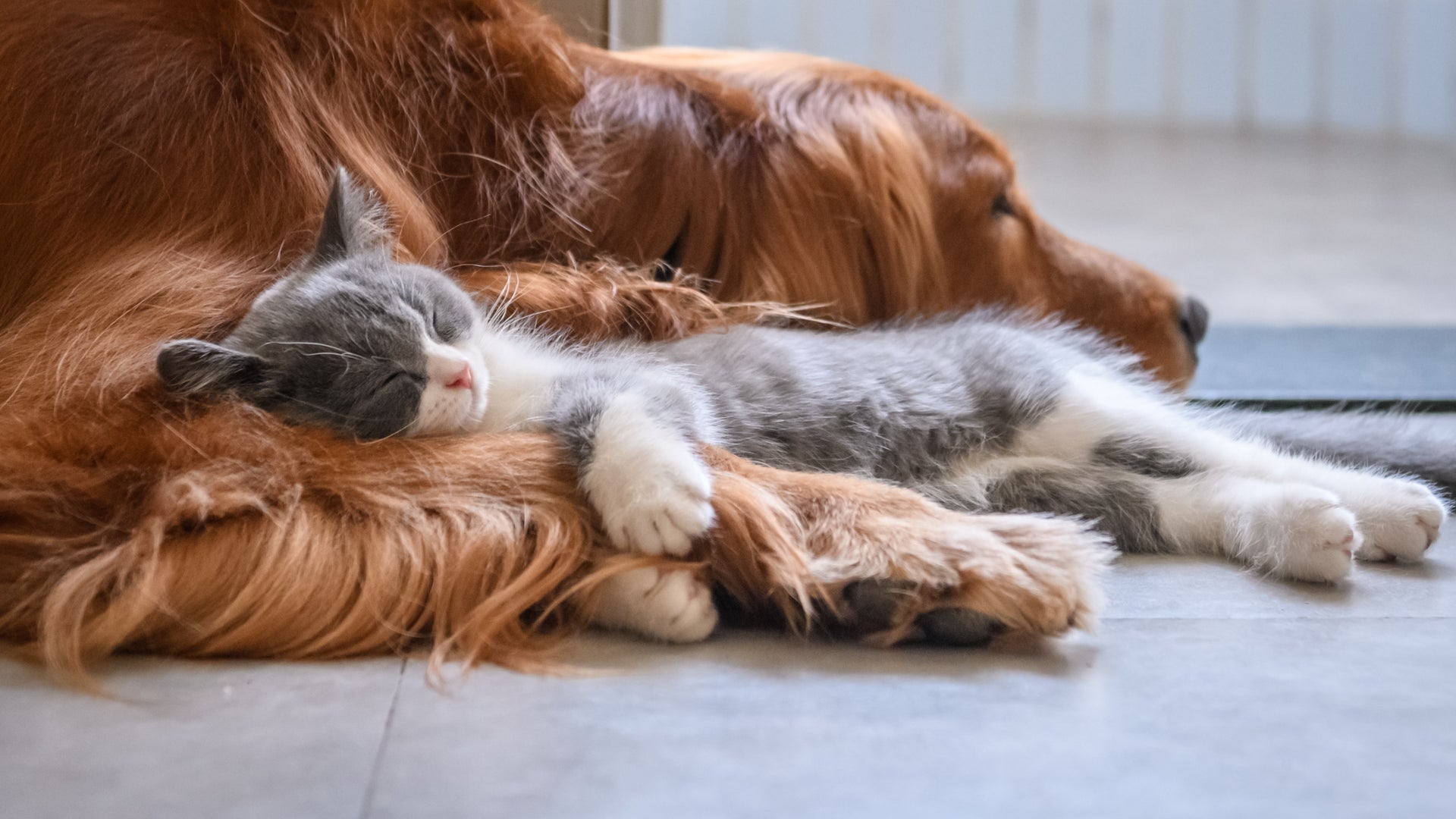 What Do Dogs and Cats Dream About? | Scientific American