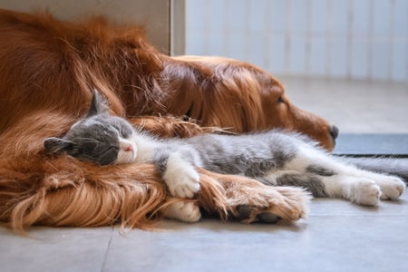 sleeping dog and kitten