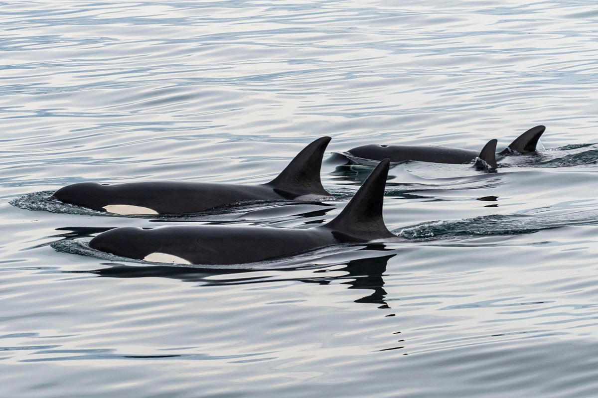 For Orcas, Dead Salmon Hats Are Back in Fashion