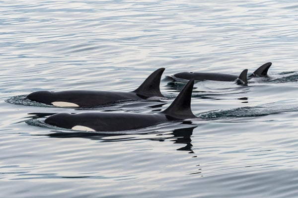 killer whale pod