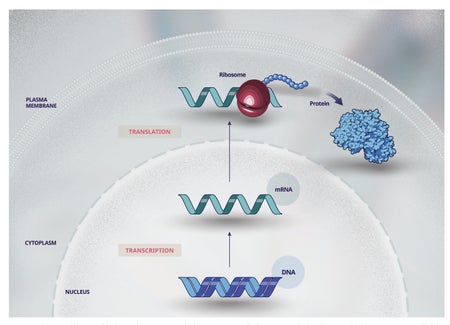 Figure 1. The central dogma of biology.