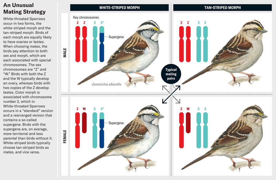 A Backyard Bird Offers a New Way of Thinking about Sexes | Scientific ...