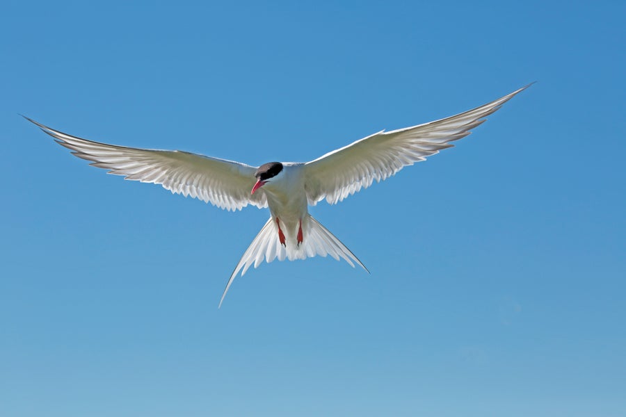 White bird flying with its wings open