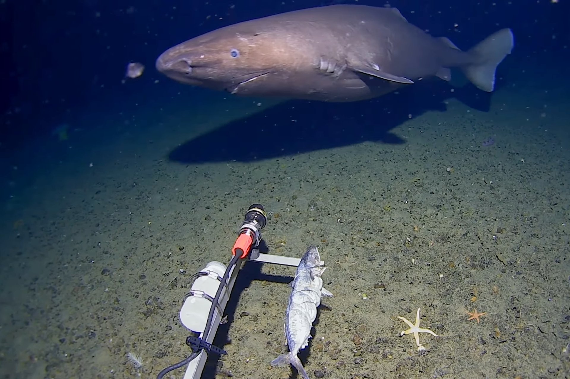 Elusive sleeper shark seen off Antarctica in a first | Scientific  display picture 1