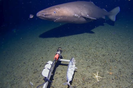 Screenshot of a southern sleeper shark behind a baited deep-sea camera off Antarcica.