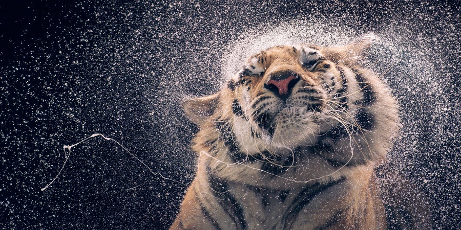 High speed photo of tiger shaking water off