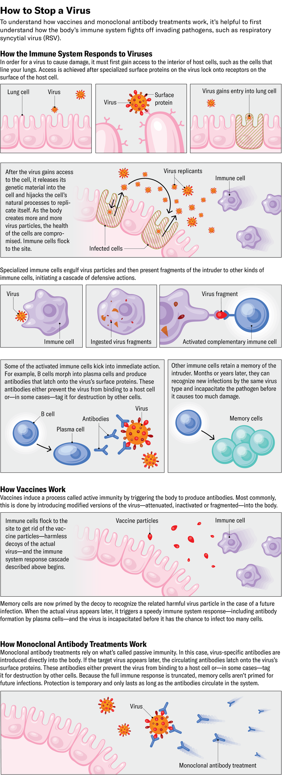 Illustrated explanatory diagram shows how vaccines trigger an active immune response by priming the immune system to fight off a virus in the future. In contrast, monoclonal antibody treatments rely on what’s called passive immunity. Virus-specific antibodies are introduced directly into the body. If the target virus appears later, the circulating antibodies latch onto the virus’s surface proteins. These antibodies either prevent the virus from binding to a host cell or—in some cases—tag it for destruction by other cells.