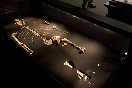 Fossilized remains of the Australopithecus afarensis individual known as Lucy