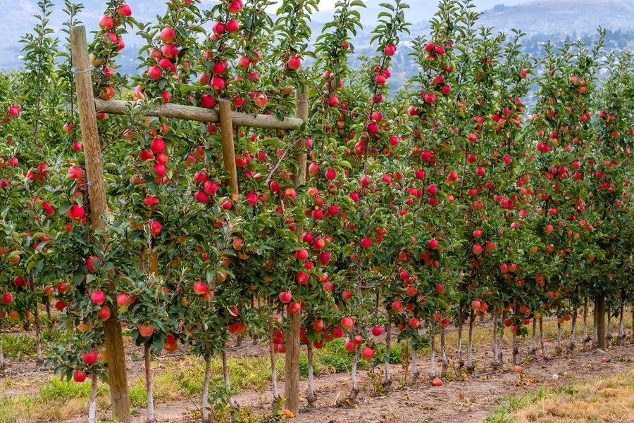 Red apples growing on small trees that are made from dwarf rootstock.