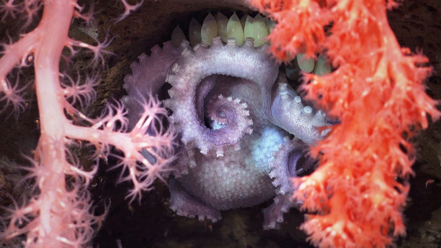 Octopus guarding eggs behind branching and soft corals