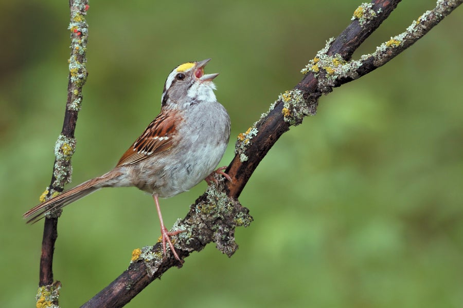 White striped white throated sparrow