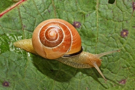 Brown-lipped (Cepaea nemoralis) on a leaf