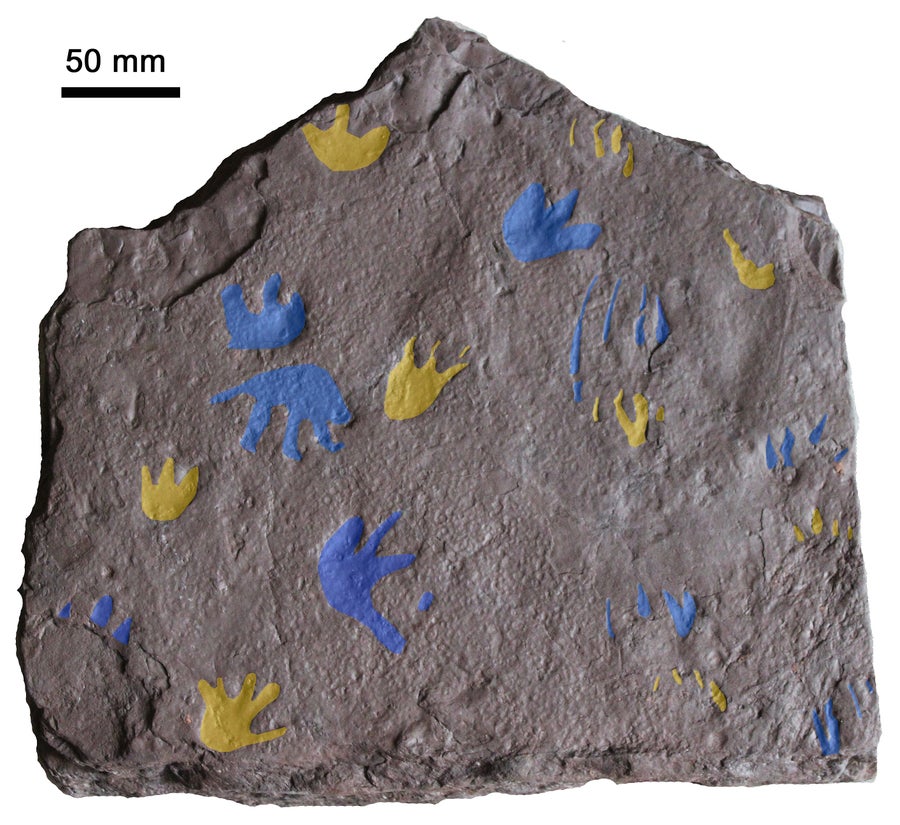 Footprints and trackways highlighted. Manus (front foot) prints are shown in yellow; pes (hind foot) prints are shown in blue.