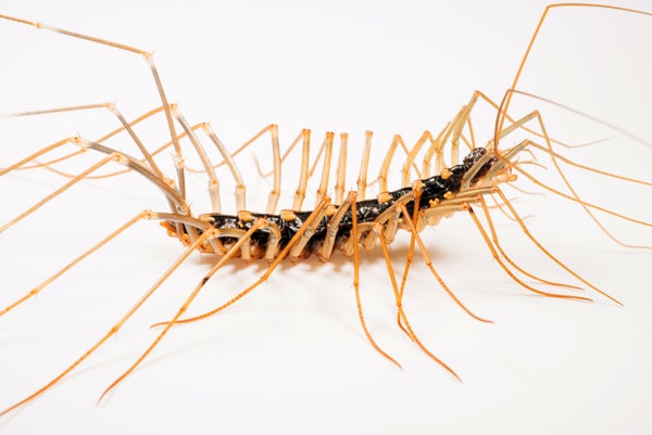 A closeup of a centipede show on a white background.