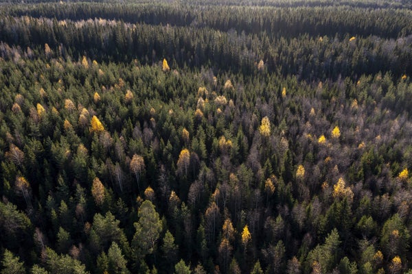 Aerial view of forest with green and yellow cone shaped trees.