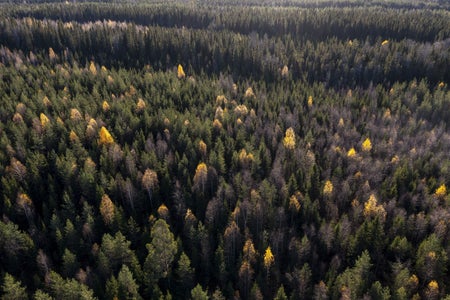 Aerial view of forest with green and yellow cone shaped trees.