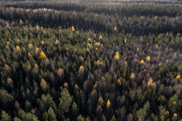 Scientists Warn against Treating Forests as Carbon Commodities