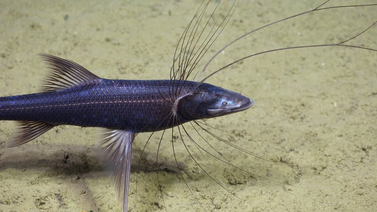 See Strange Deep-Sea Creatures, from ‘Sea Pigs’ to ‘Disco Worms ...