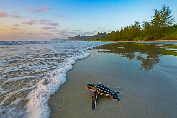 A small turtle on a beach heading toward the ocean.