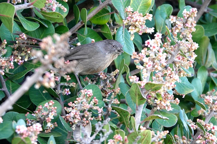 Grey bird in flowered tree.