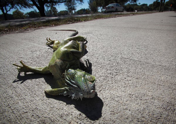 A green iguana with its eyes closed sprawls on a concrete surface