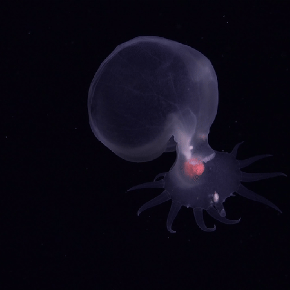 See Strange Deep-Sea Creatures, from 'Sea Pigs' to 'Disco Worms' |  Scientific American, image size:1000x1000