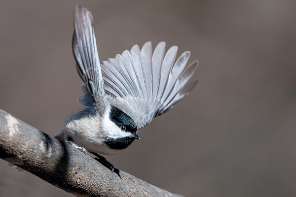 A bird with wings up and extended, sitting on a branch.