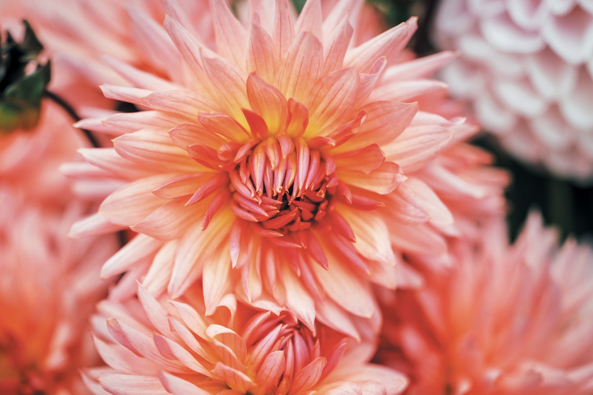 Closeup of a dahlia in bloom