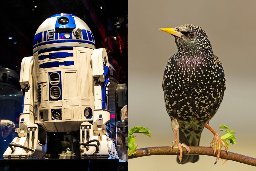A diptych with R2-D2 on the left and a starling perched on a branch on the right