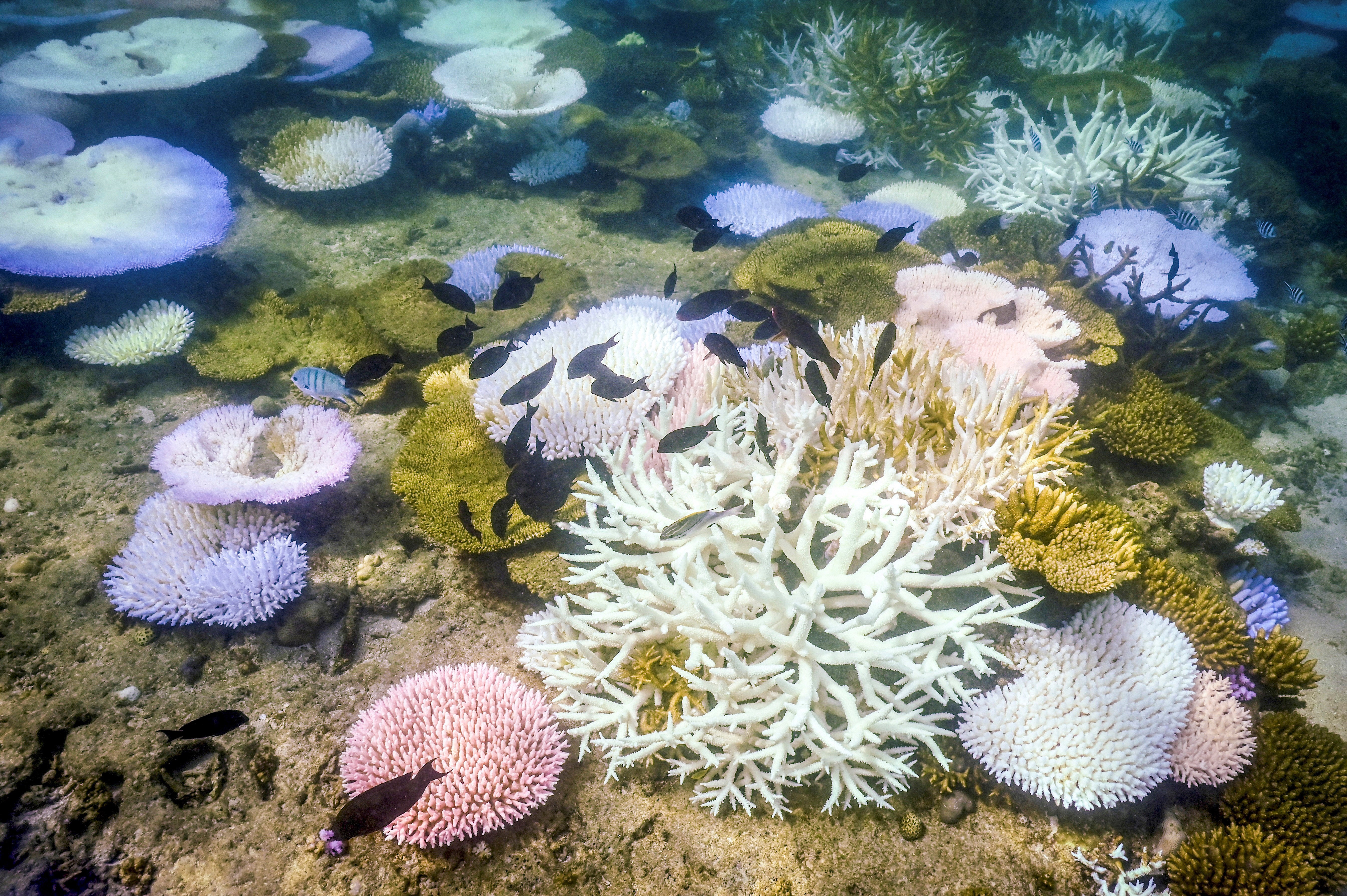 Coral Die-Off Marks Earth's First Climate 'Tipping Point,' Scientists Say |  Scientific American, image size:5378x3578