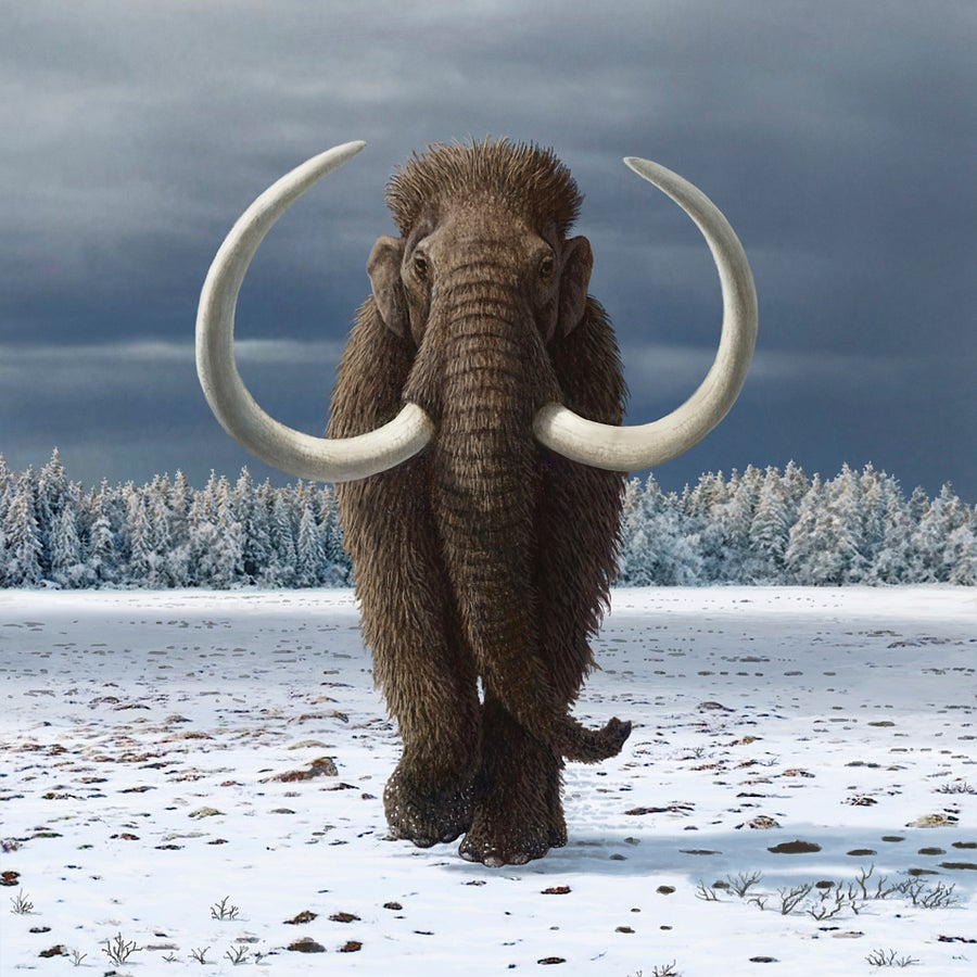 Illustration, woolly mammoth walking in winter landscape