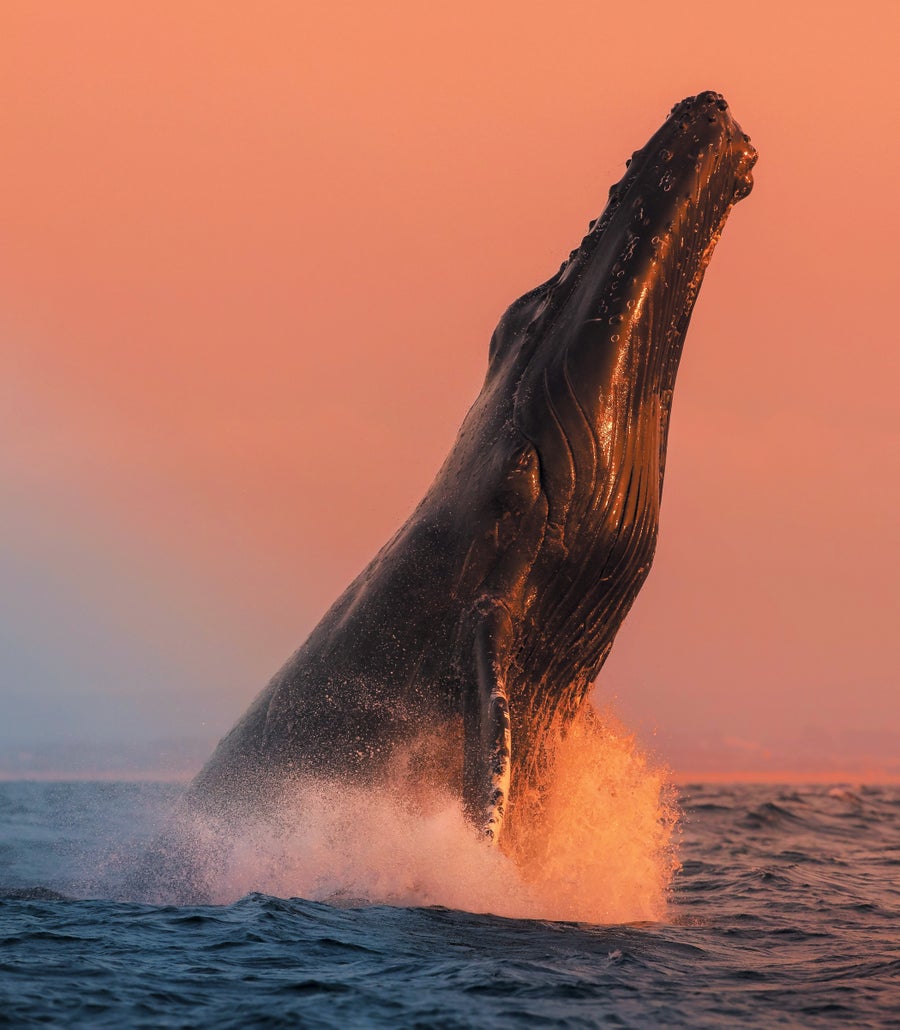 A humpback whale jumping out from the ocean