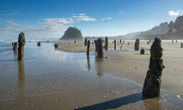 Sitka fir bumps, drowned by the duration of the subsidence an earthquake in the subduction zone about 1600 years ago, Neskowin, Oregon.