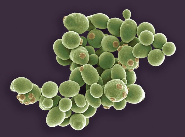 Microscopic view of brewer’s yeast.