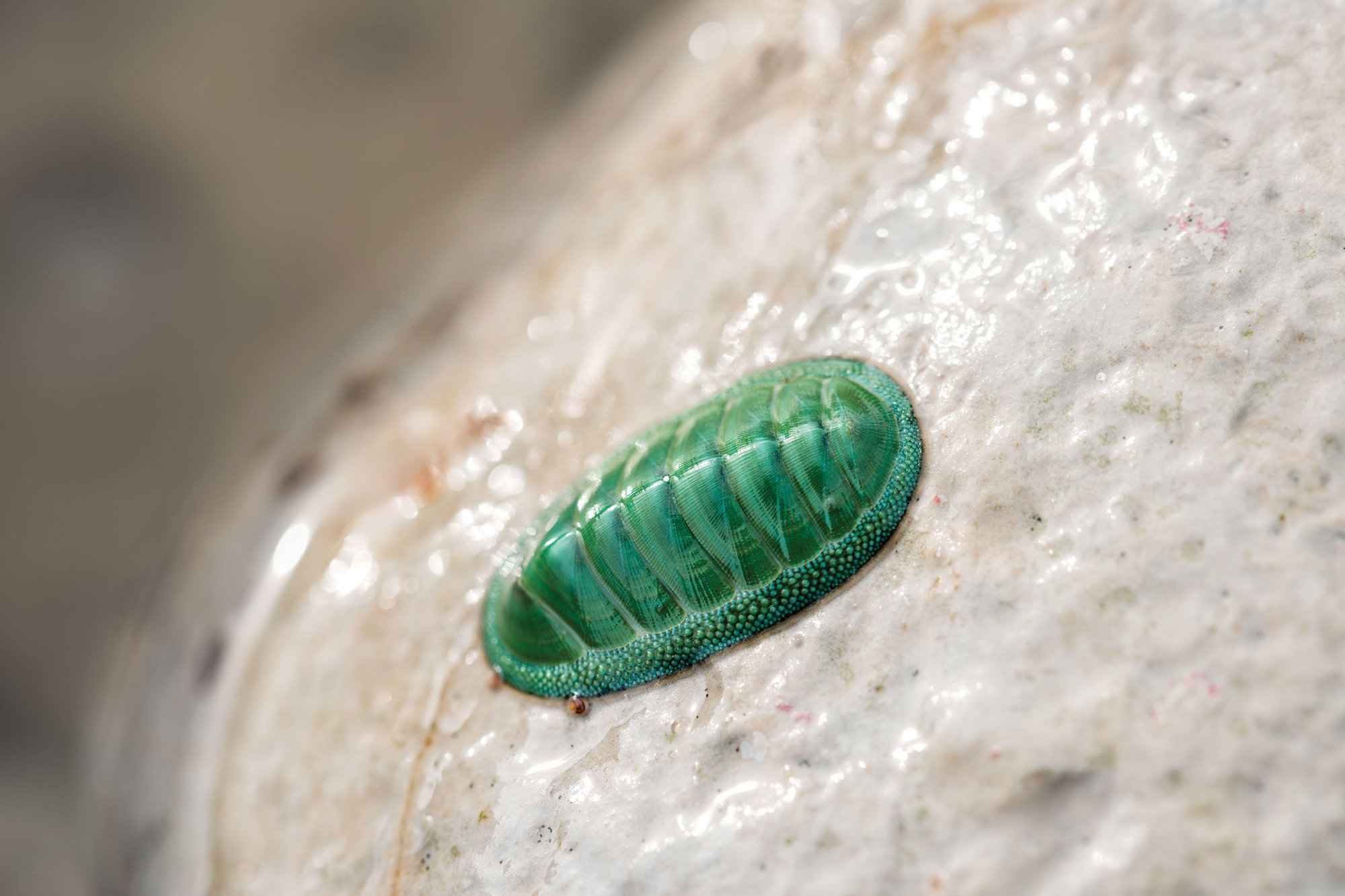 Why does life keep evolving these geometric patterns? | Scientific American