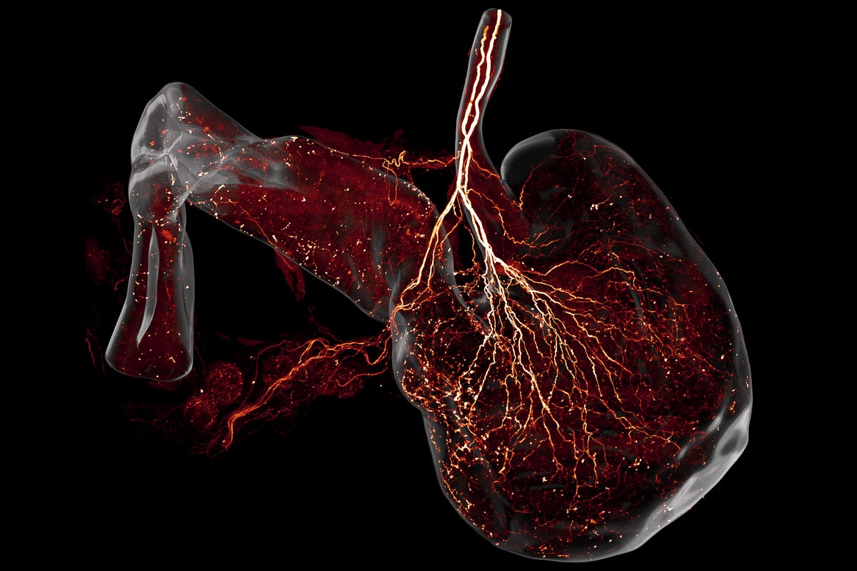 These Stunning Images Show Every Nerve in a Mouse
