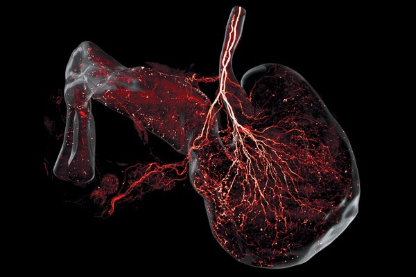 Three-dimensional view of vagal innervations to the stomach and duodenum of a mouse on a black background