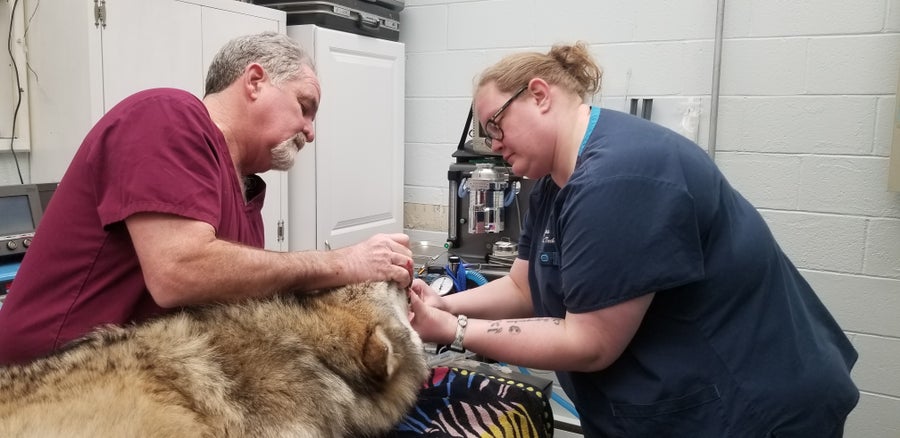 A wolf lies on table while being examinated by a medical team