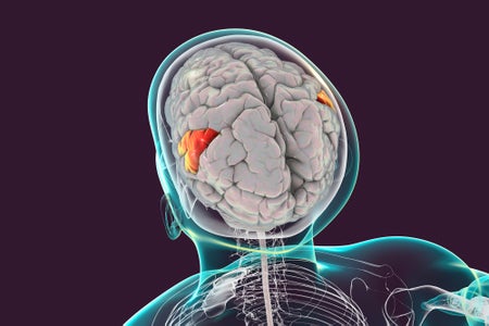 Human brain with highlighted supramarginal gyrus, computer illustration