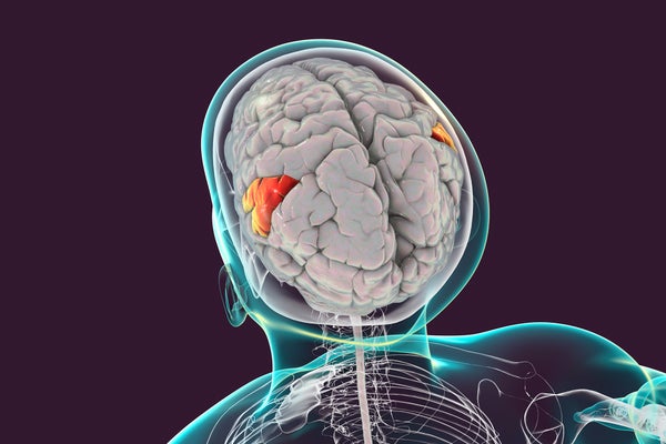 Human brain with highlighted supramarginal gyrus, computer illustration