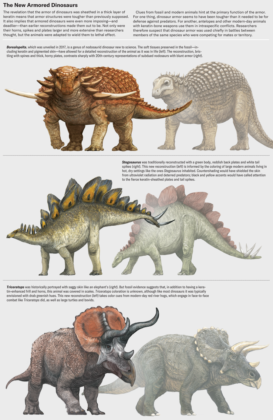 Series of dinosaur reconstructions show our evolving idea of how they looked based on recent keratin discoveries. Nodosaurs, Stegosaurus and Triceratops likely had keratin-sheathed structures, making their overall appearance more imposing than earlier reconstructions made them out to be.